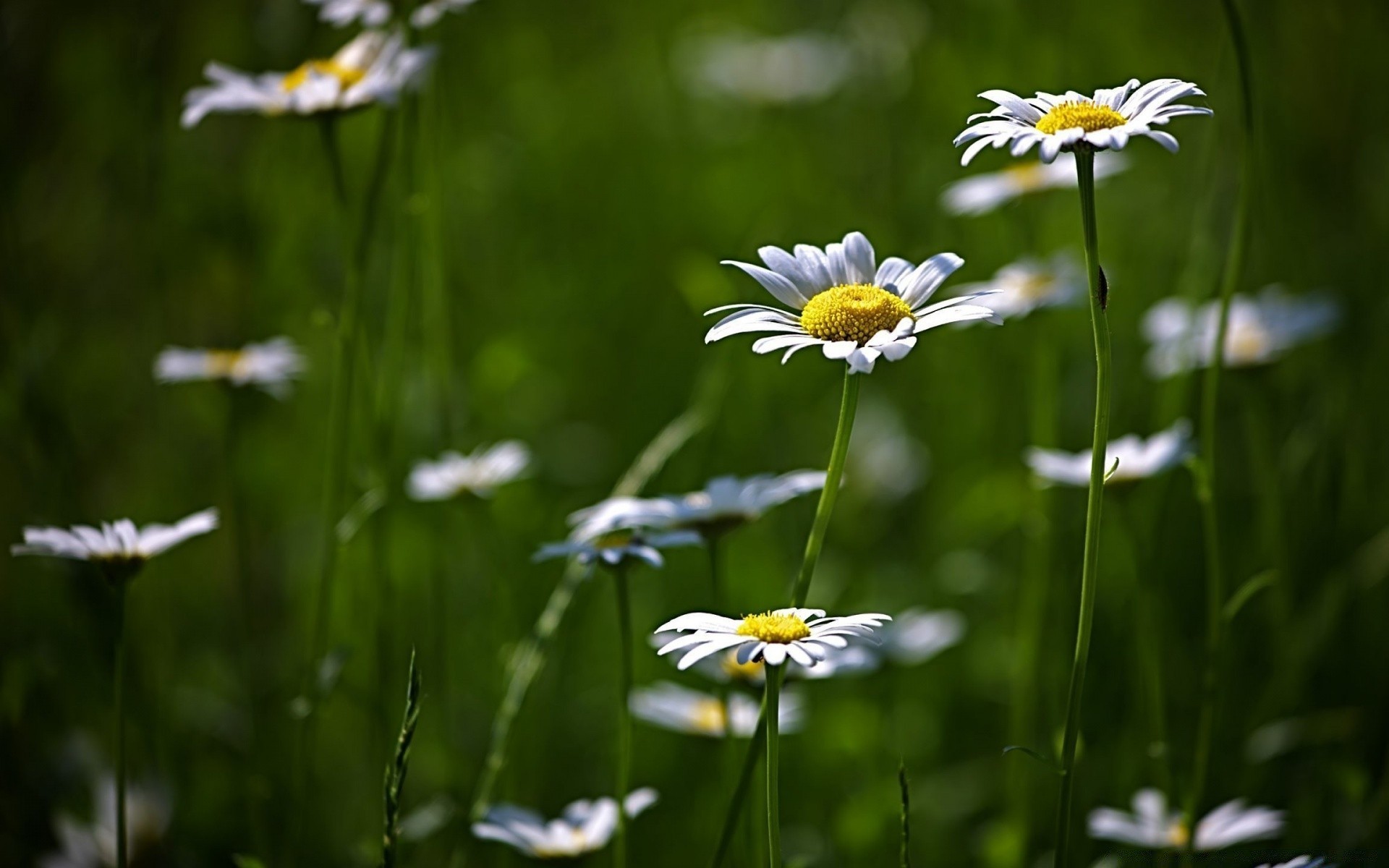 kwiaty natura kwiat lato trawa flora sianokosy stokrotki pole ogród na zewnątrz wzrost liść dobra pogoda jasny płatek wiejski słońce bluming kwiatowy