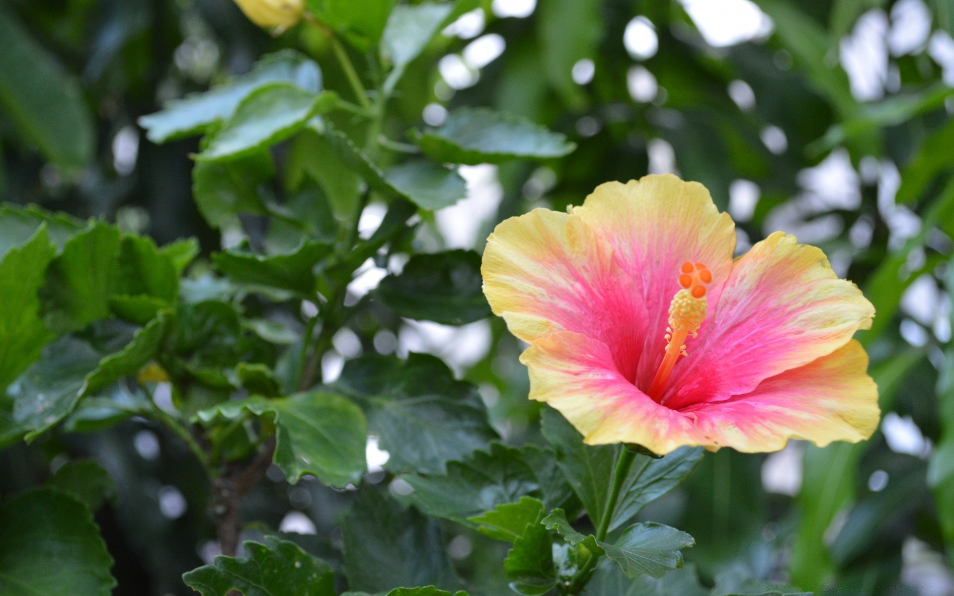 flowers nature leaf flora garden summer tropical flower outdoors close-up color bright growth blooming tree beautiful petal