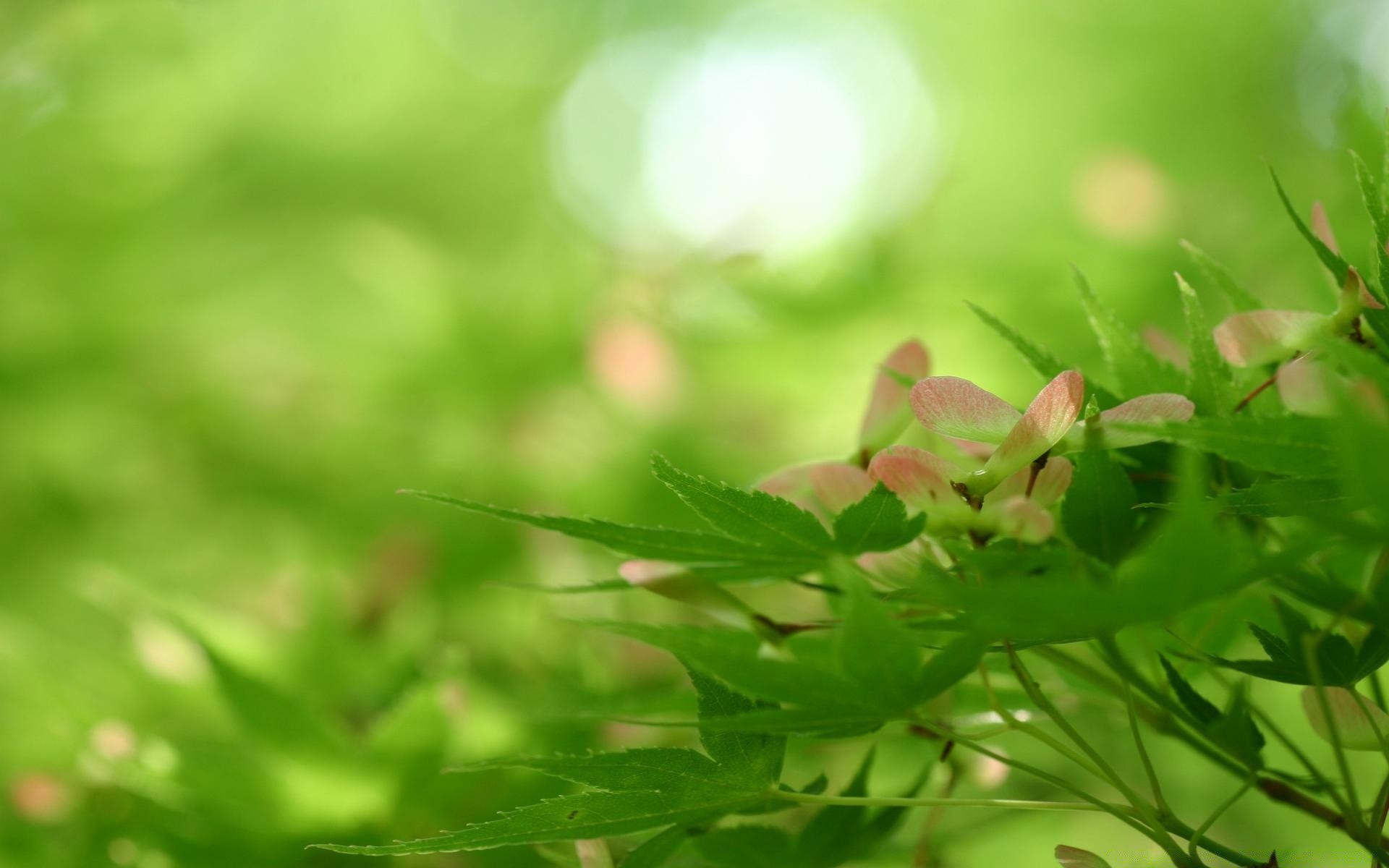 花 叶 自然 植物群 生长 夏天 花园 环境 明亮 草 特写 郁郁葱葱 雨 好天气 户外 生态 阳光 颜色 新鲜