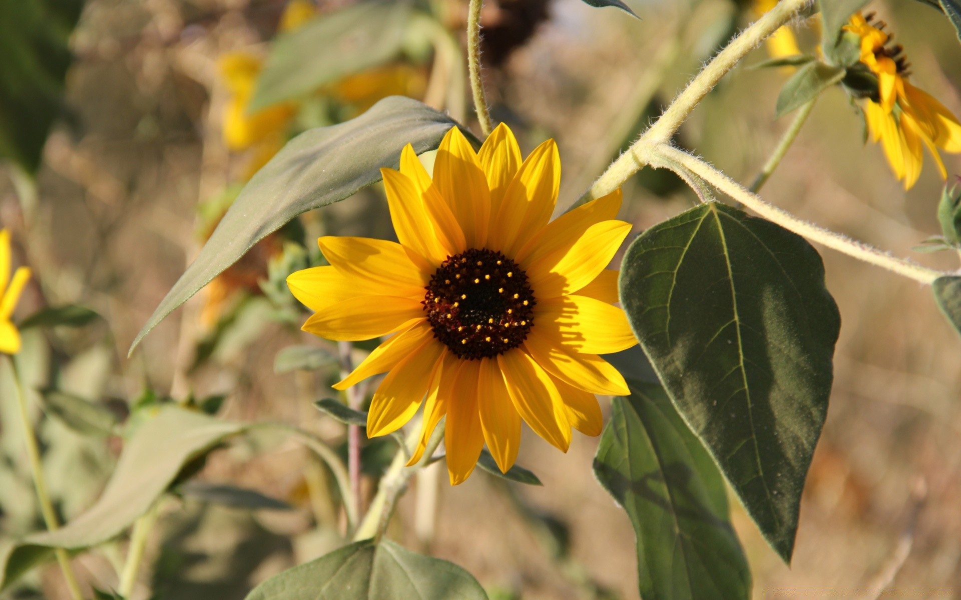 çiçekler doğa flora yaprak yaz çiçek açık havada bahçe yakın çekim sezon büyüme alan çiçek parlak güzel renk çiçeklenme kırsal güzel hava botanik