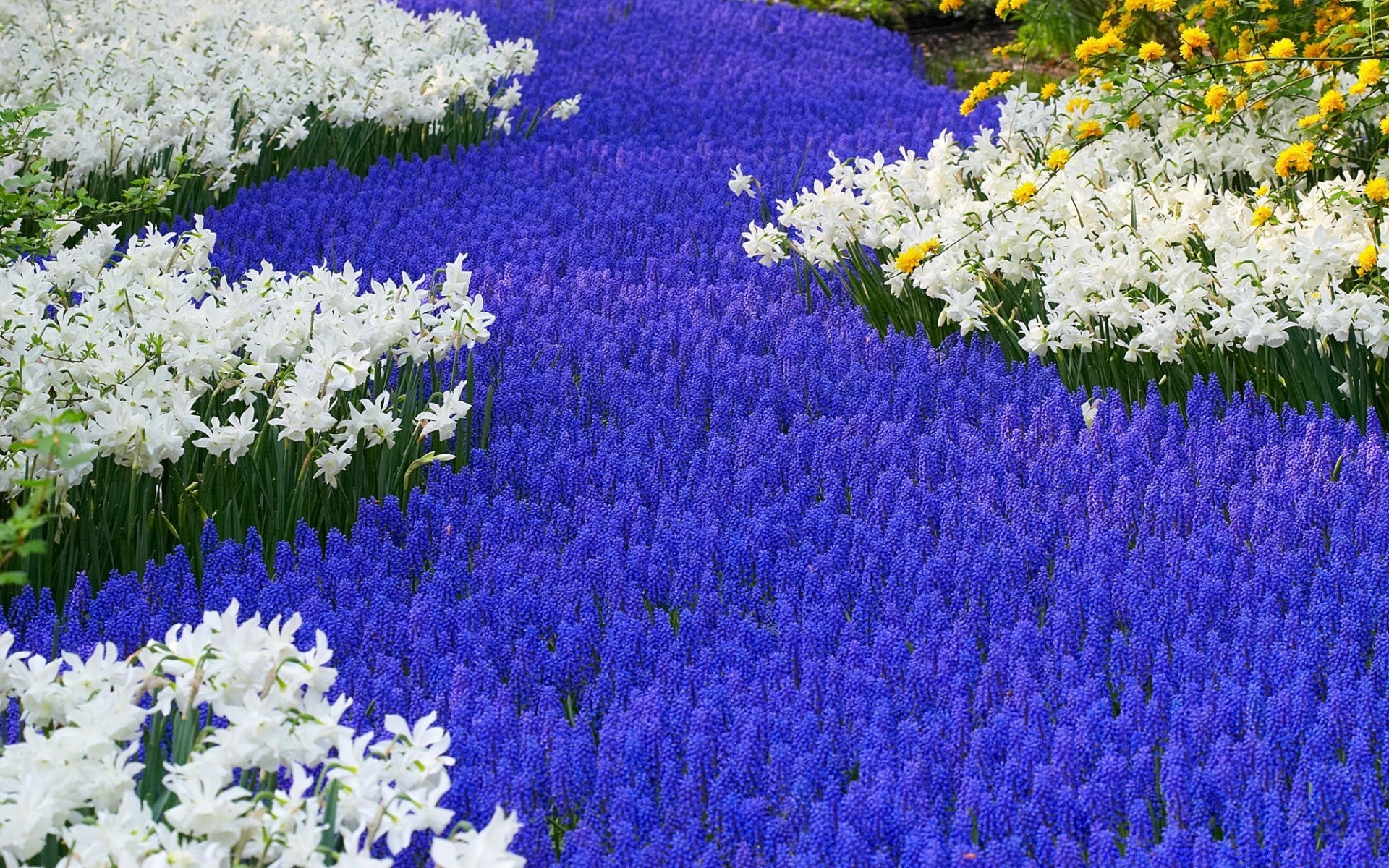 flores flor flora floral naturaleza bluming jardín jacinto campo pétalo estación color heno ramo hierba verano decoraciones primavera crecimiento narciso