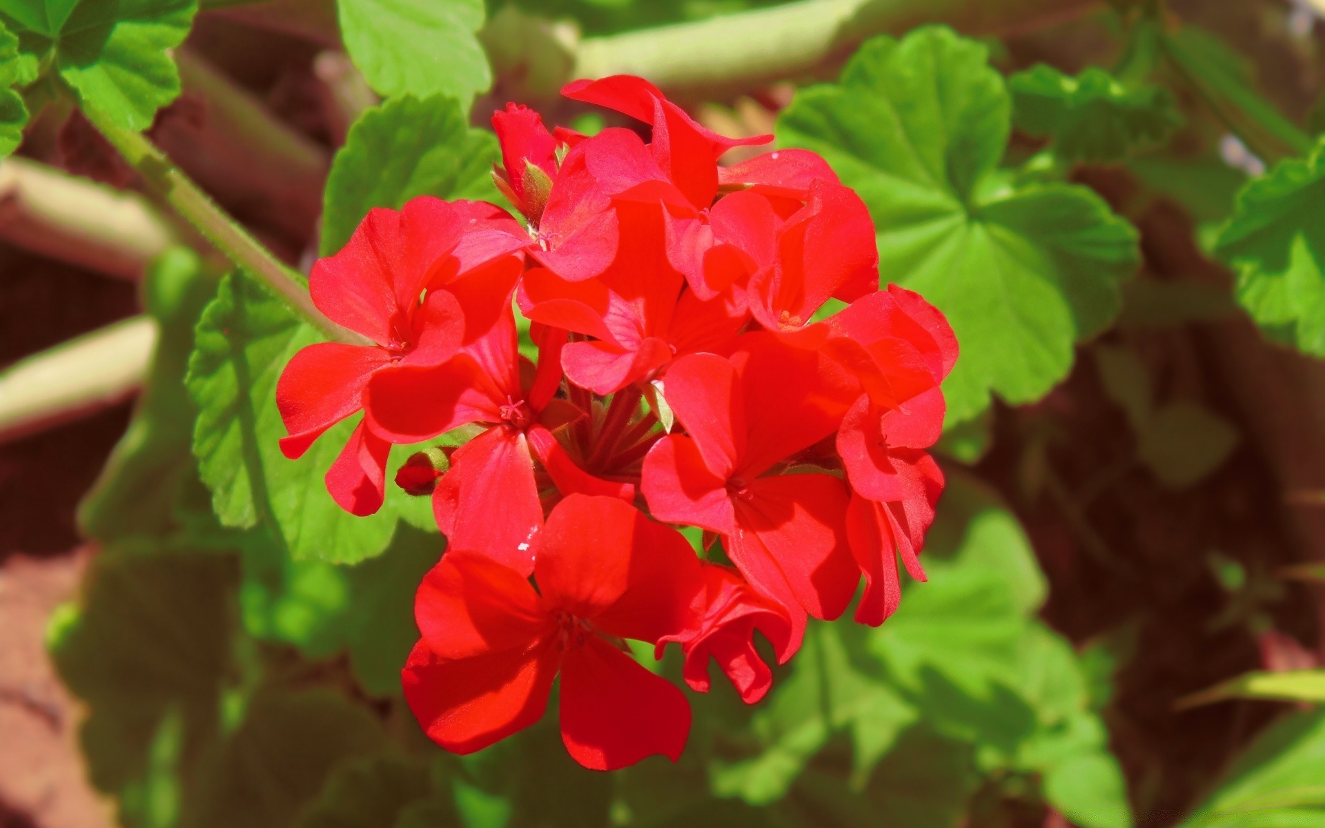 blumen natur flora blatt sommer garten blume wachstum blühen hell farbe schließen blumen jahreszeit blütenblatt