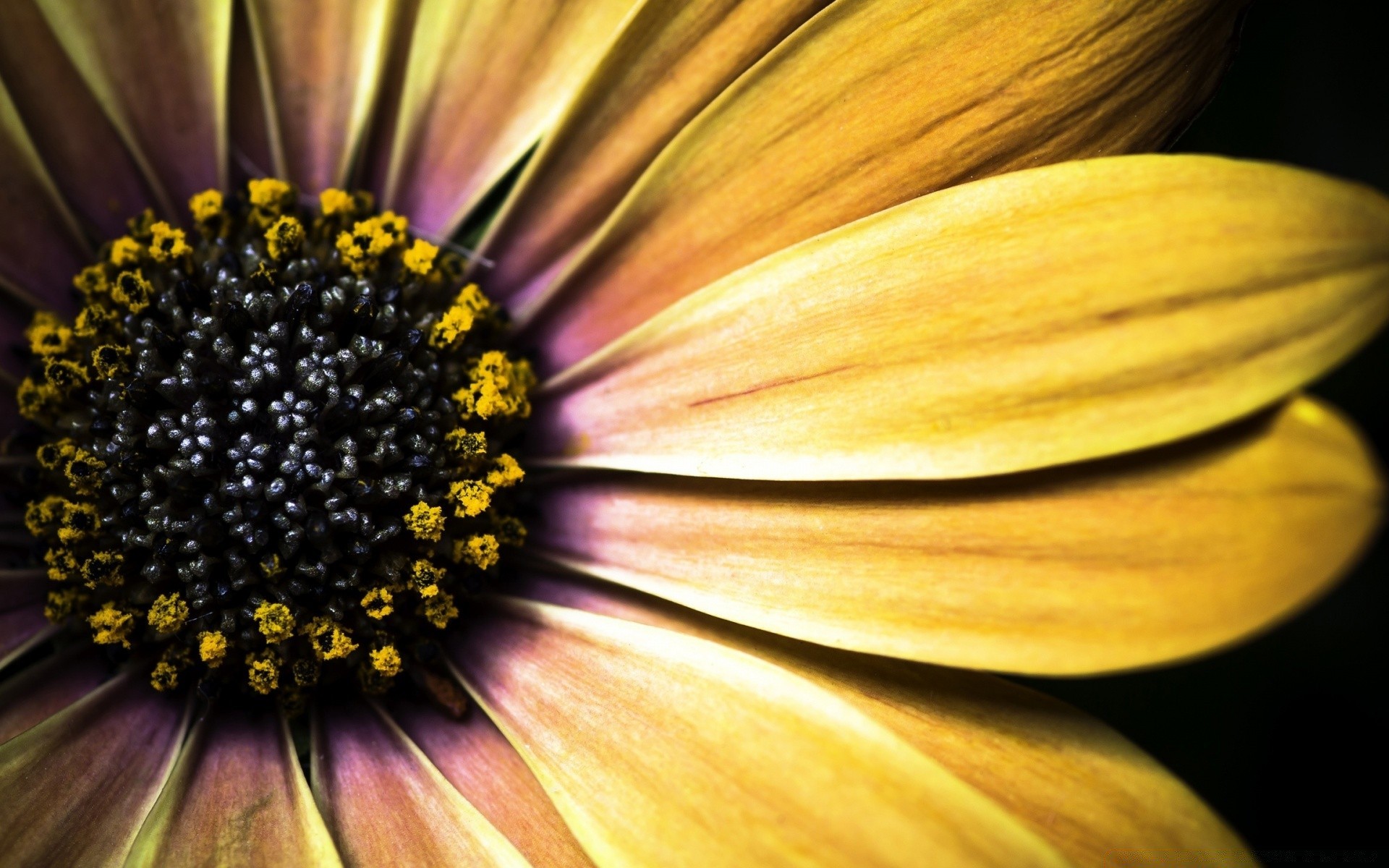 flowers flower nature flora bright color petal close-up outdoors summer leaf beautiful