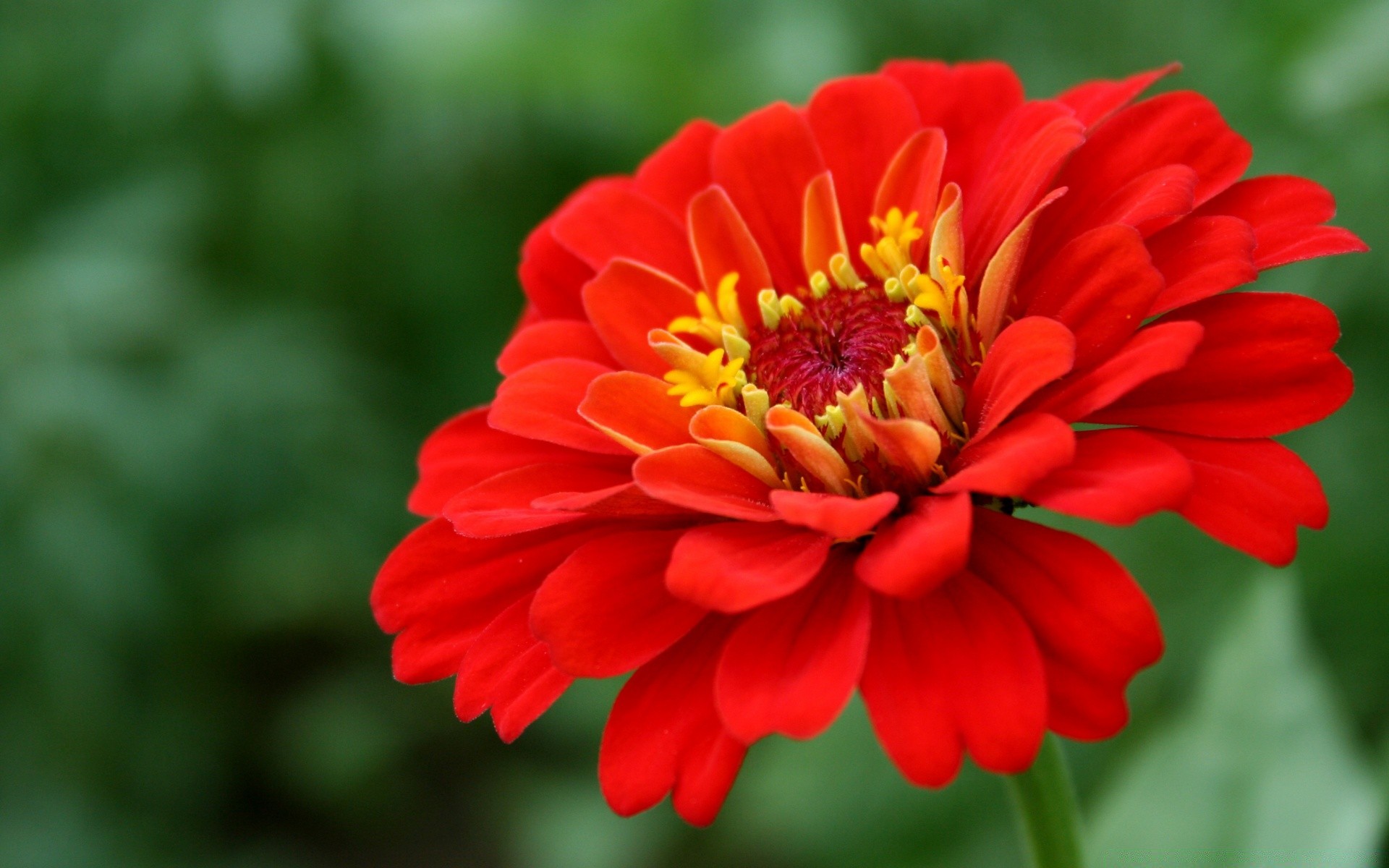 flowers nature flower flora garden summer leaf petal floral color bright close-up blooming growth beautiful season outdoors