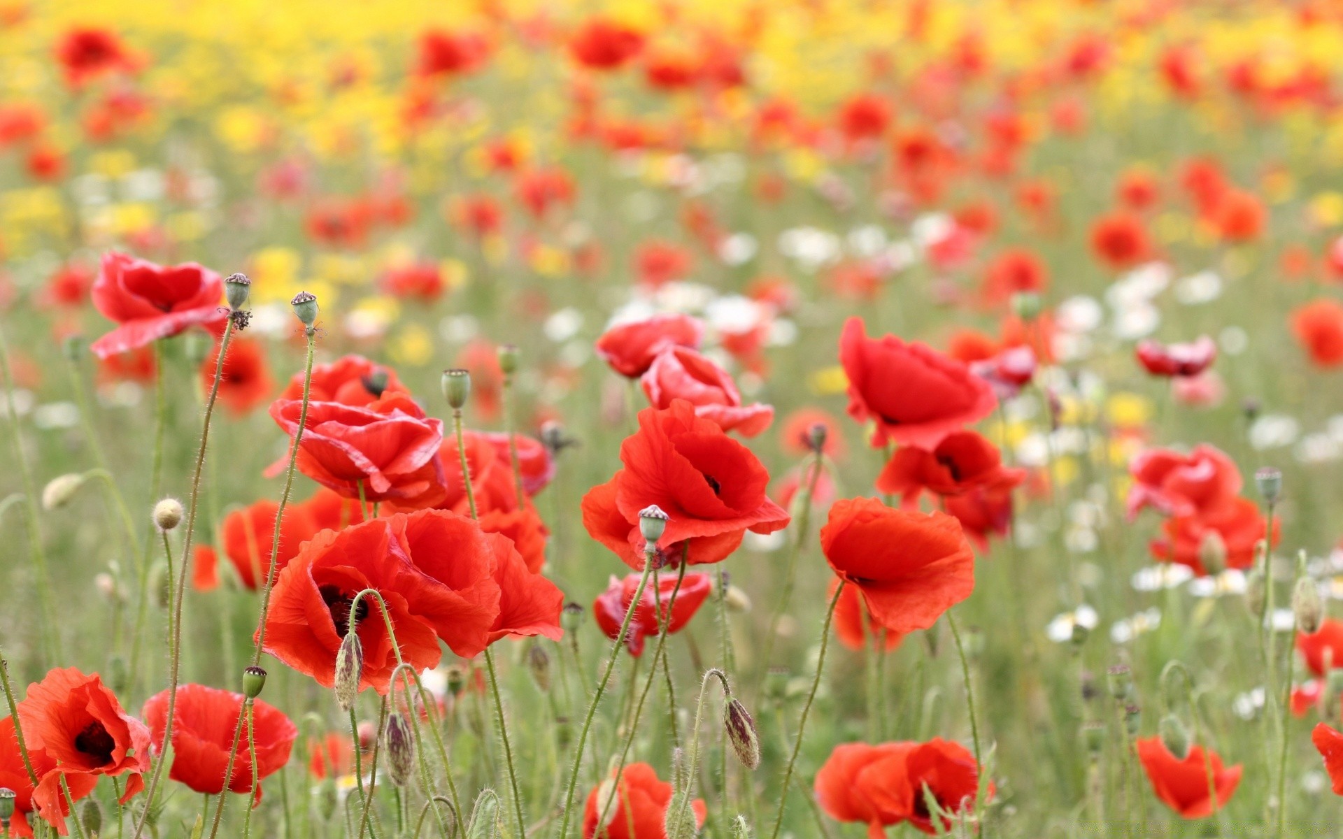 fleurs poppy champ fleur nature été flore rural foin herbe croissance à l extérieur lumineux jardin floral couleur beau temps campagne feuille bluming