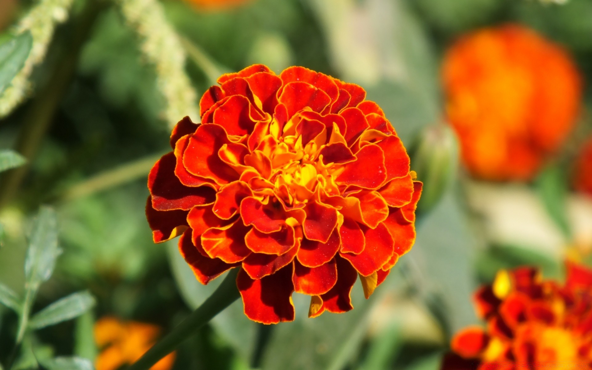 flowers flower nature flora garden summer leaf floral blooming bright petal growth color outdoors season close-up