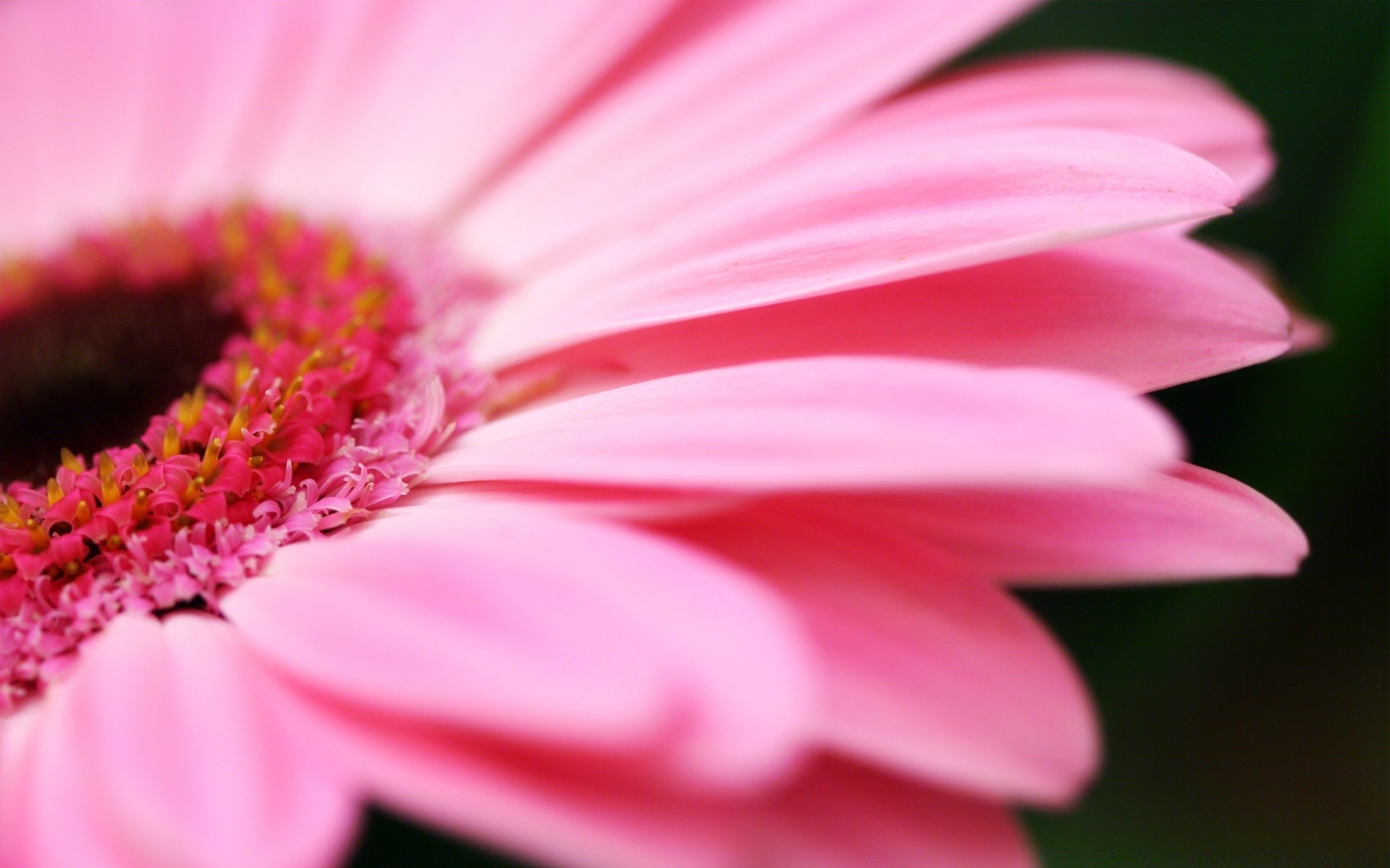 flowers flower nature flora summer garden petal beautiful blooming close-up color gerbera bright pollen floral dew leaf botanical growth delicate