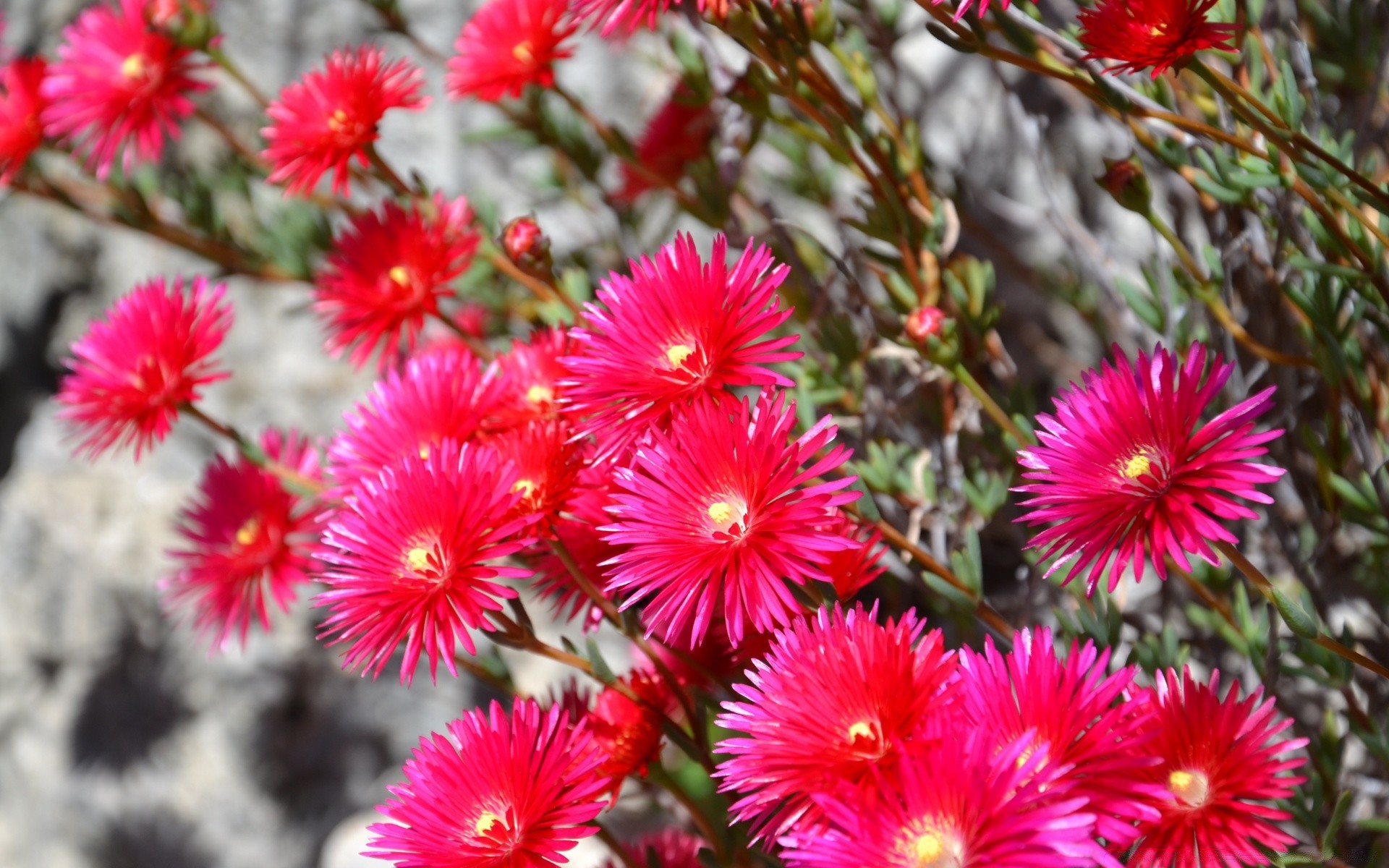 çiçekler çiçek doğa flora bahçe çiçek açan çiçek yaz yaprak yakın çekim petal renk açık havada parlak botanik sezon