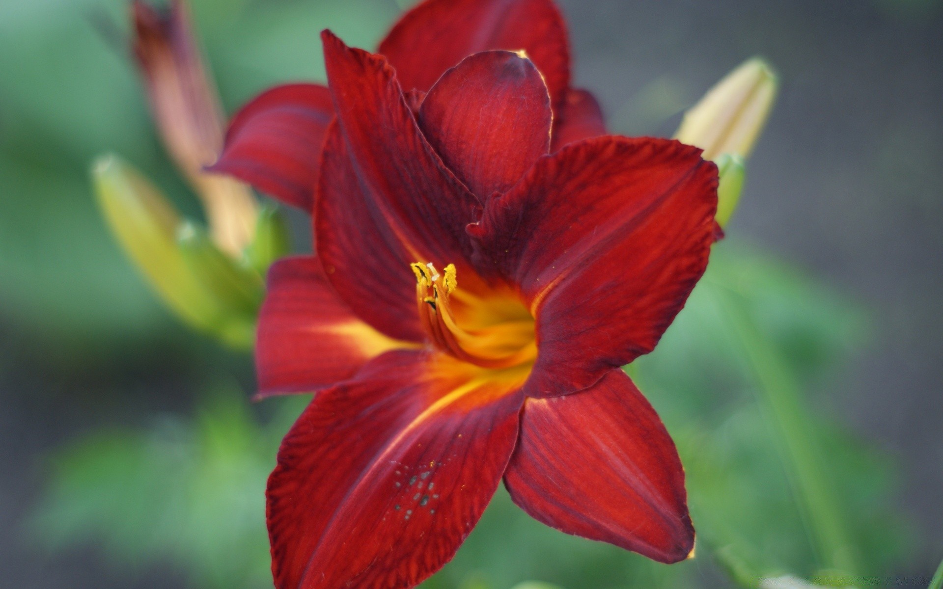 fleurs nature fleur flore feuille jardin été tropical belle couleur lumineux pétale bluming gros plan à l extérieur floral