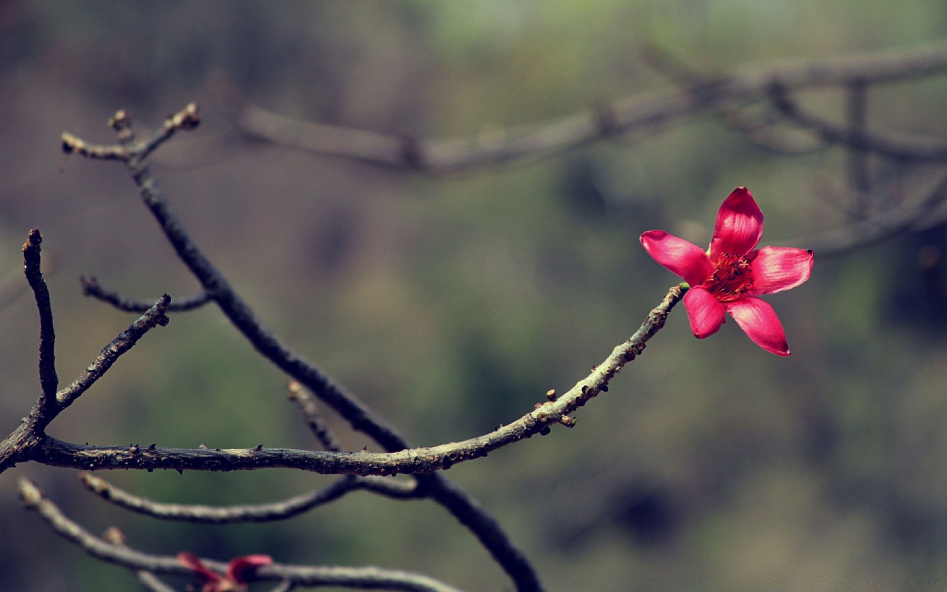 fleurs fleur arbre branche nature à l extérieur hiver parc gros plan rose dof flore jardin