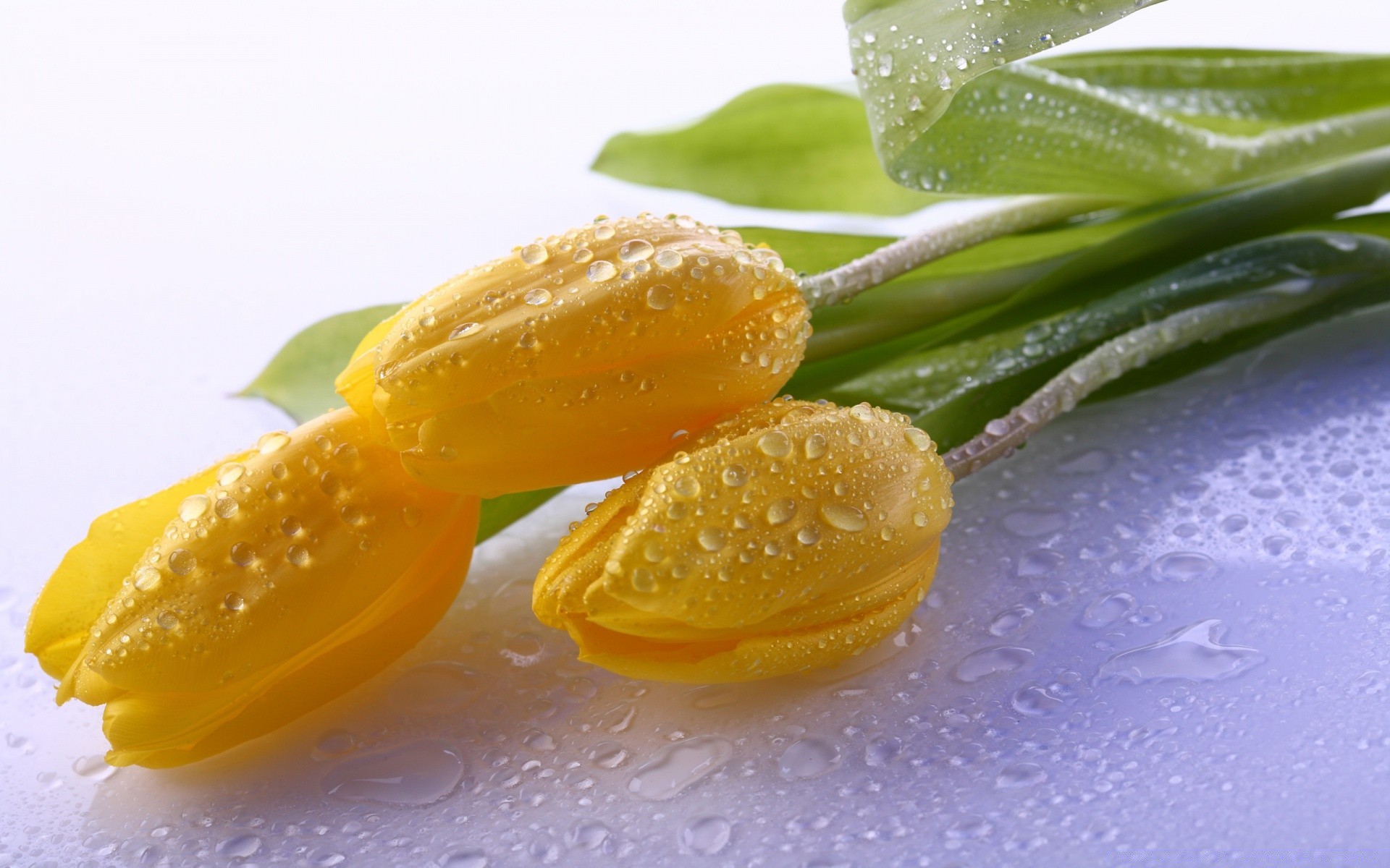 blumen blatt essen gesundheit natur desktop schließen gesund süßwaren