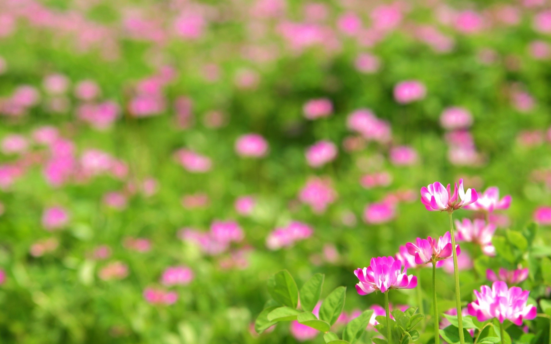 flowers nature flower field garden summer flora grass hayfield bright leaf floral growth color blooming fair weather lawn outdoors petal park rural