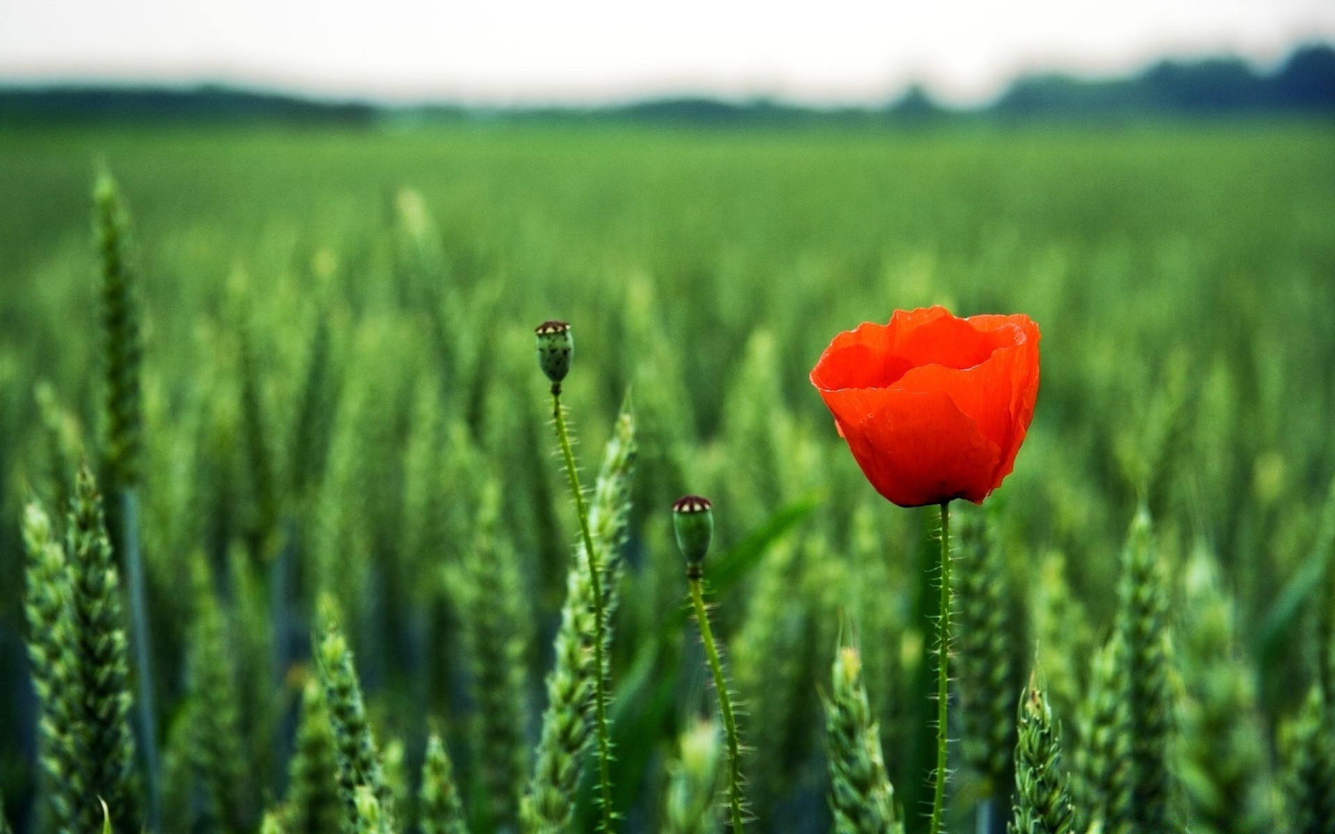 flores naturaleza campo rural agricultura verano al aire libre crecimiento pasto hierba flor buen tiempo granja campo sol flora poppy copos paisaje crecer