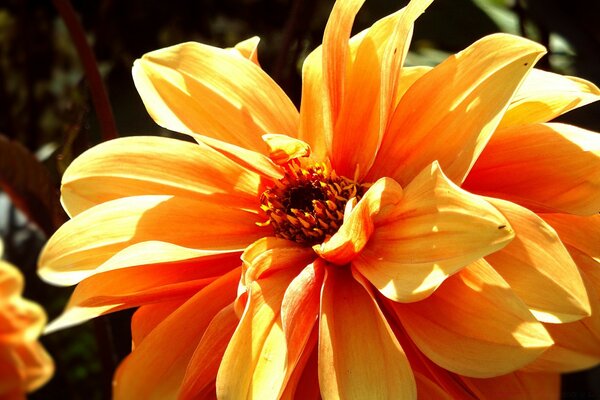 Flower petals in the natural flora