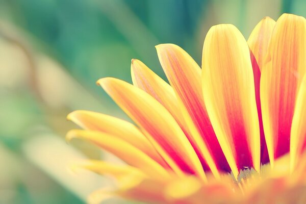 Flor con pétalos de naranja