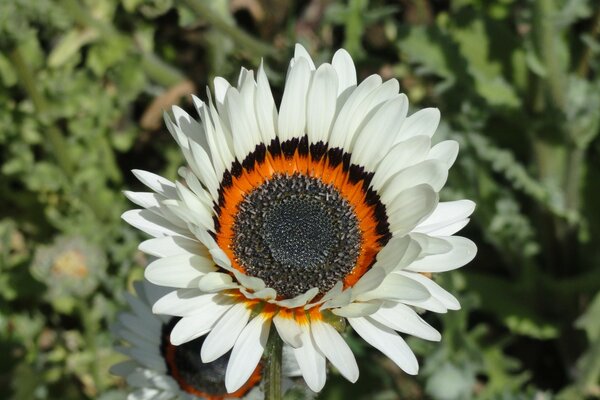 Große schöne Blume mit weißen Blütenblättern