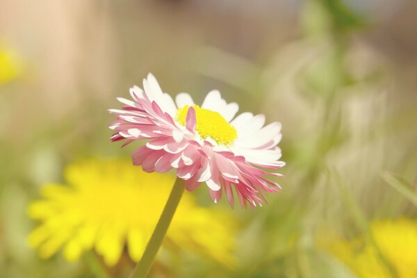 Schöne Blume auf verschwommenem Hintergrund