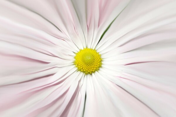 Macro shooting of a daisy flower