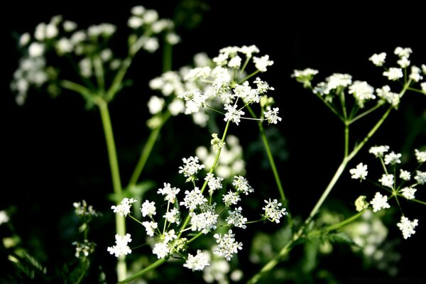 Hojas y flores flora natural