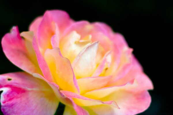 Yellow-pink flower leaves