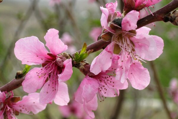 Beautiful cherry tree flowers