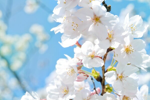 Kirschblüte. Frühlingsblume