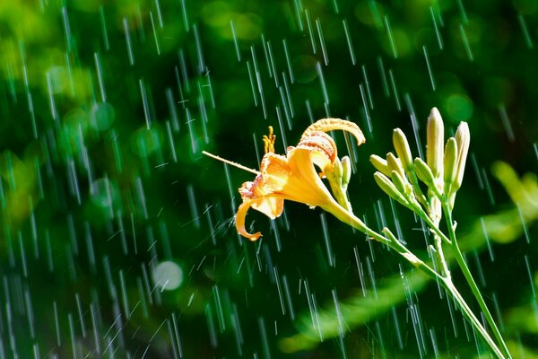 Çimenler ve çiçekler doğal flora