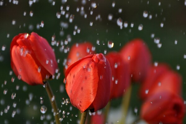 Rote Tulpen bei Regen