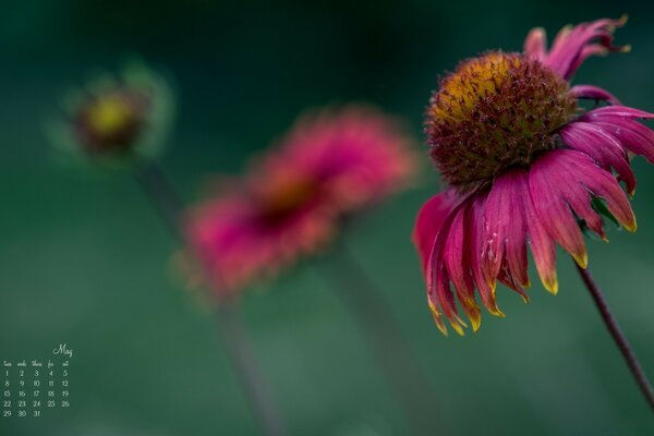 Belle fleur sur fond vert