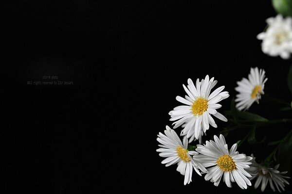 Only daisies on a black background