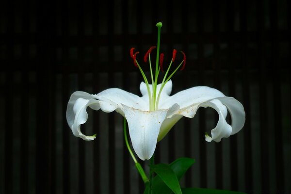 Orgulloso lirio real blanco