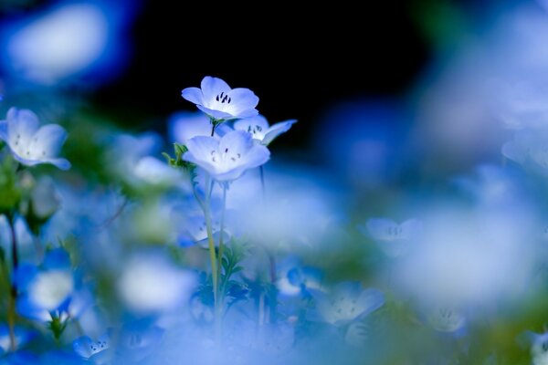 Eine Lichtung von blauen Wiesenblumen