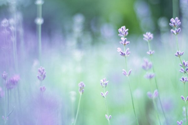 Zarte lila Blüten auf verschwommenem Hintergrund