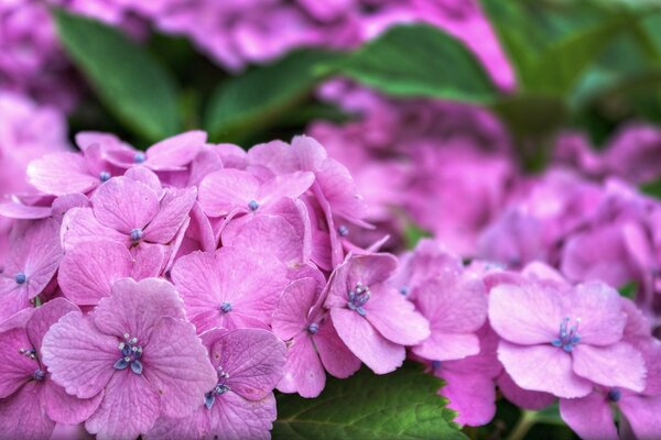 Flowers from flora in nature garden