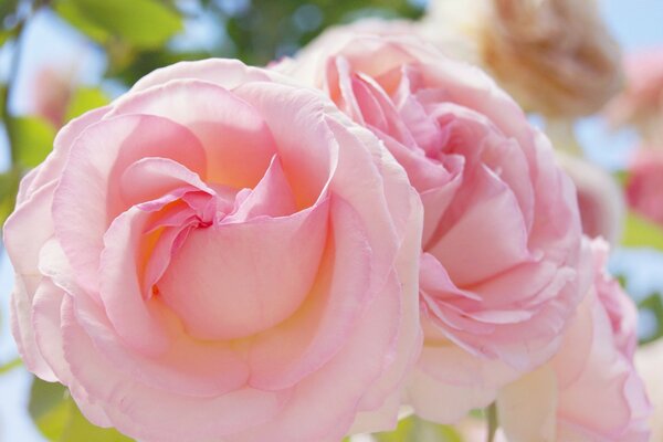 Rose is a symbol of love and romance