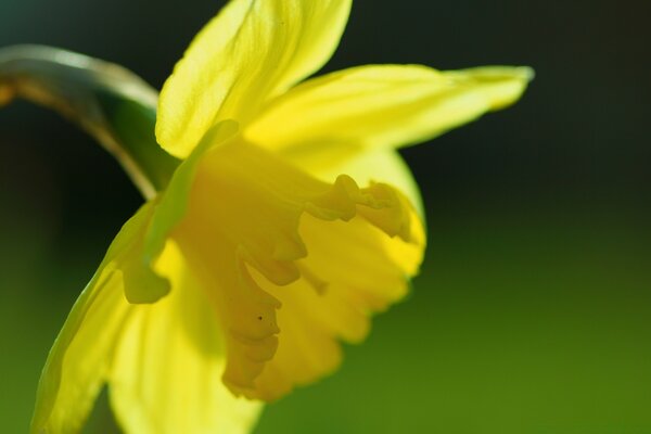 Narcissus flower in a macro with a green background