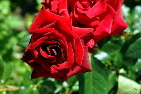 Red rose close-up