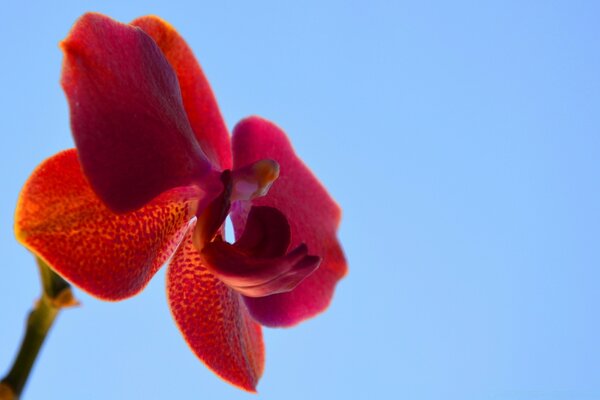 Red flower on the sky background