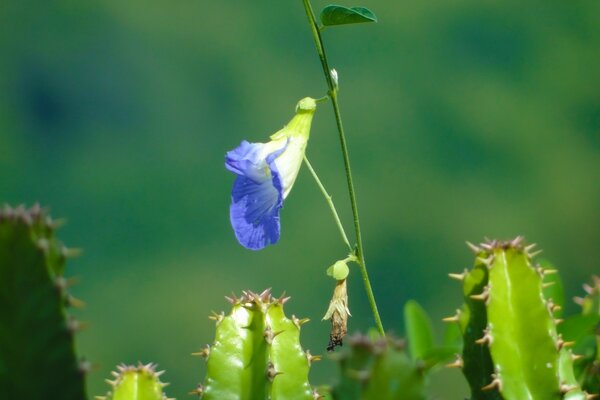 Süße blaue Blume und Kakteen