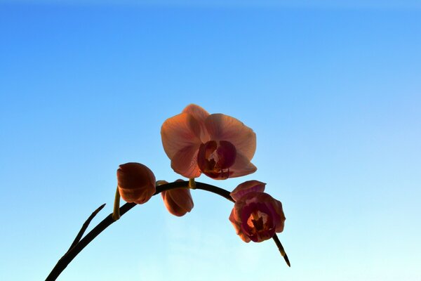 Orange orchid on a blue sky background