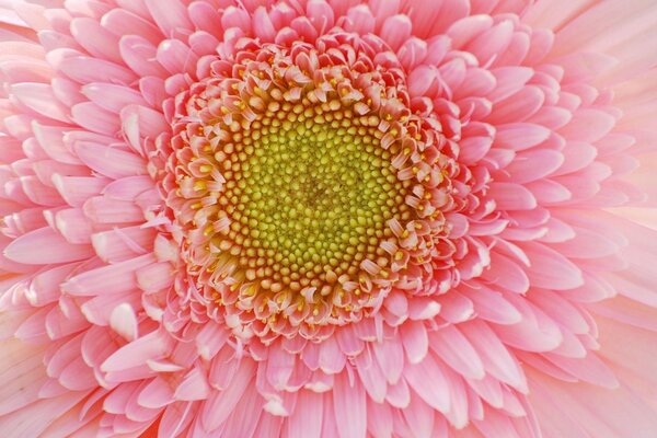 A pale pink flower with a yellow center