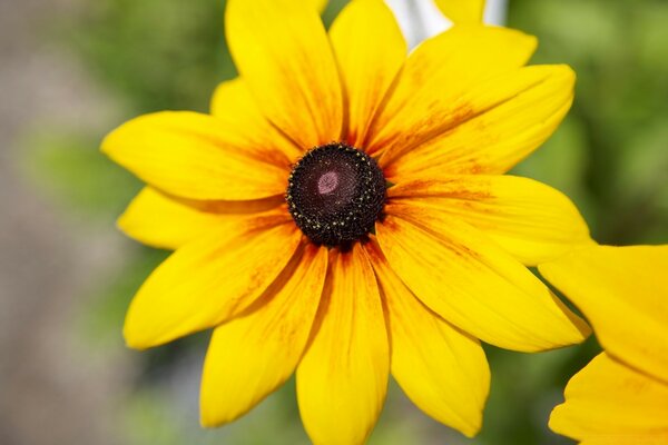 Blume in der Natur der Sommerflora