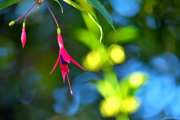 Blooming of a flower on a blurry background