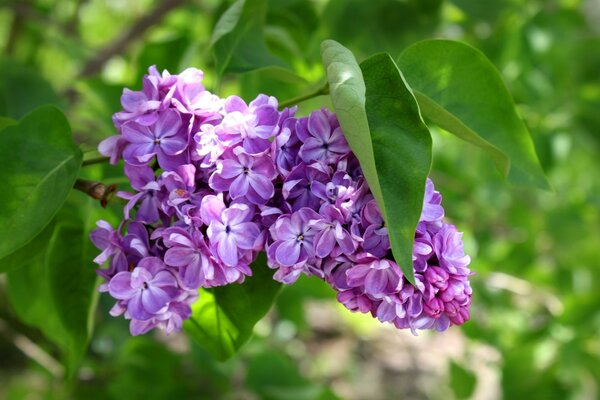 Es primavera. Rama de lila en flor