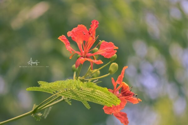 Flor en una pierna larga hermosa