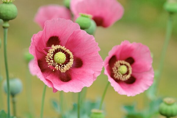 Landscape of flowers in a field closely shot