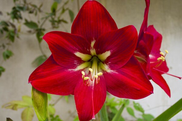 Huge red amaryllis flower