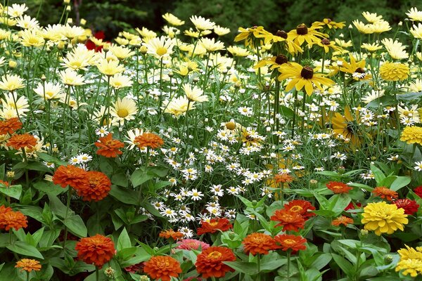 Foto von bunten Blumen im Garten