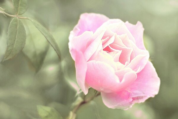 Schöne Rose im Hintergrund