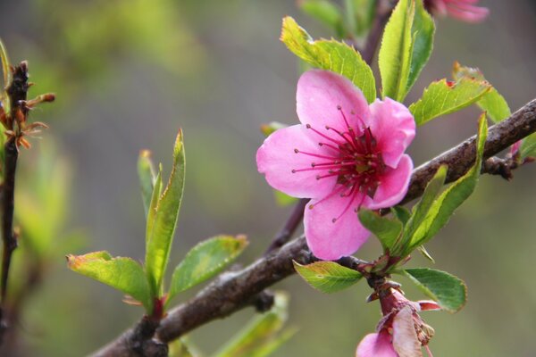 A flower on a tree branch in nature